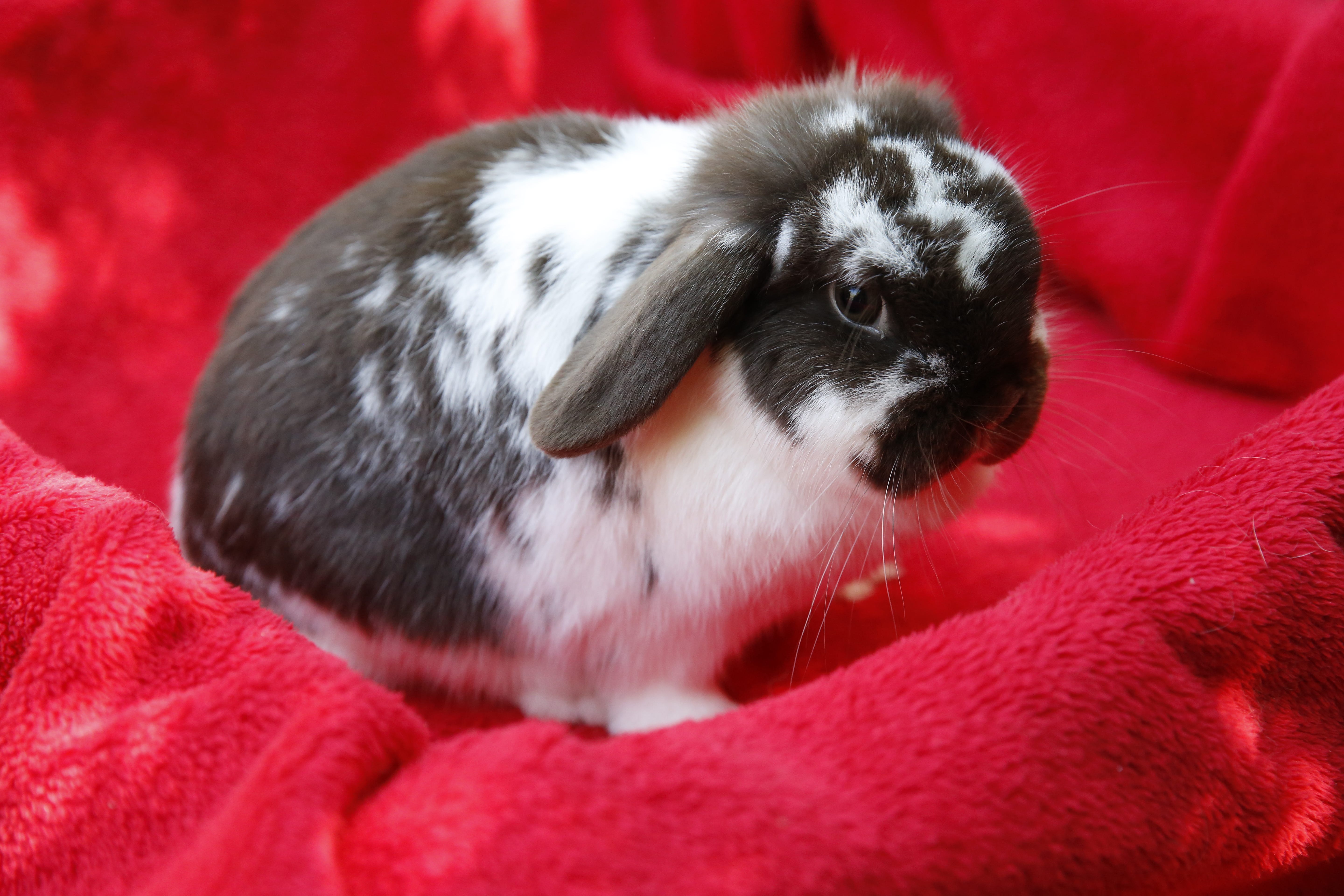 real rabbits for sale